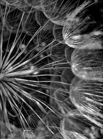 soffione dettaglio umberto ruffo_ph