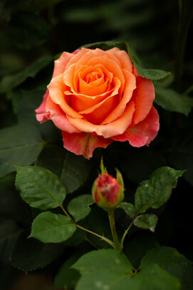 rosa colore umbertoruffo_ph.jpeg