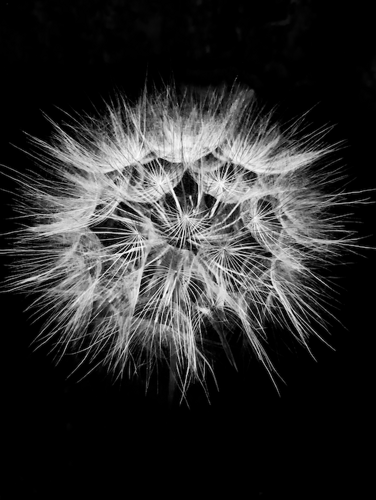 soffione umberto ruffo_ph