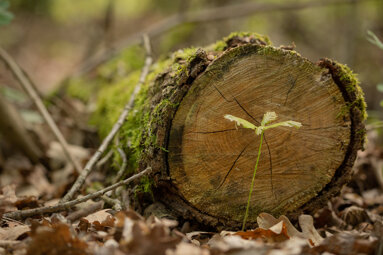germoglio di quercia umberto ruffo ph.jpeg