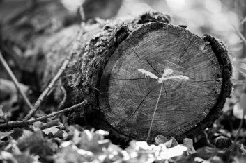 germoglio bnumbertoruffo_ph.jpeg