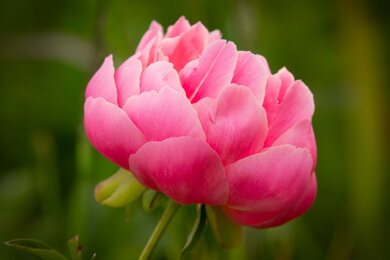 delicatezza fiore umberto ruffo_ph.jpeg