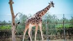 zoo-dabruzzo-2-giugno