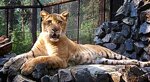 zoo-dabruzzo-2-giugno