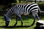 zoo-dabruzzo-2-giugno