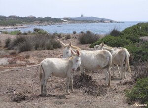 Asinara