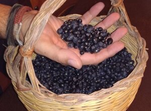 enogastronomia Sardegna - mirto