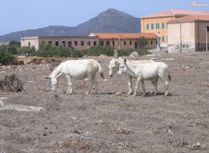 Asinara