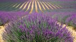 lavanda-hidcote-blue