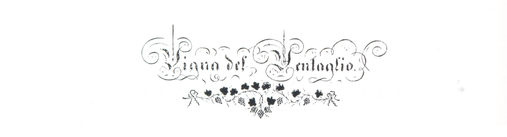 vigna 2