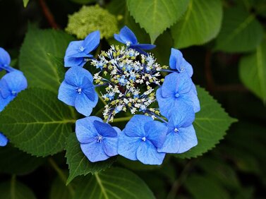 Hydrangea macrophylla Endless Summer Hydrangea macrophylla Endless Summer