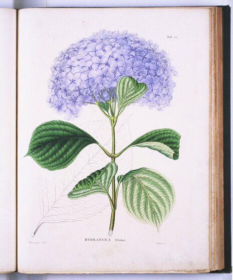 Hydrangea 'Otaksa' tavola di K. Keiga