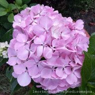 Hydrangea macrophylla 'Sir Joseph Banks' Hydrangea macrophylla 'Sir Joseph Banks'