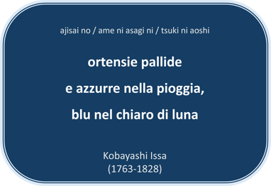Haiku di K.Issa: ortensie pallide e azzurre nella pioggia, blu nel chiaro di luna
