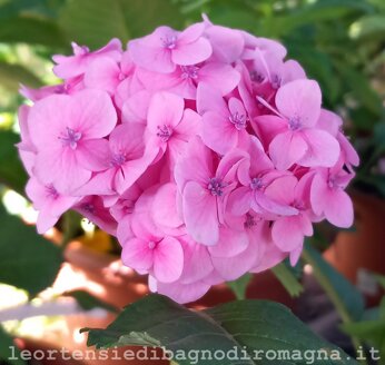 Hydrangea macrophylla Endless Summer Bloomstar Hydrangea macrophylla Endless Summer Bloomstar