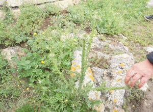 whatsapp%20image%202026-03-28%20at%2012.51.24%20(2).jpeg whatsapp%20image%202026-03-28%20at%2012.51.24%20(2).jpeg
