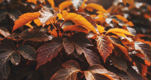 autunno_1