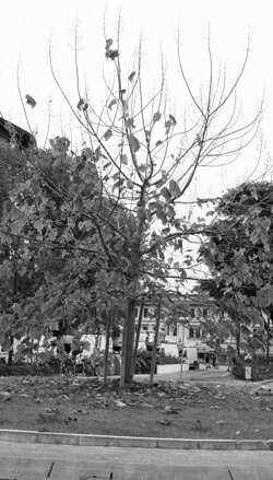 piazza_delle_cure_def piazza_delle_cure_def