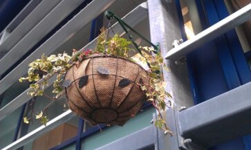 hangingbasket.jpeg