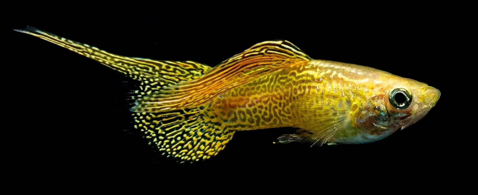 guppy2.jpeg guppy2.jpeg