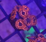 zoanthus-fire-and-ice-frag-sc001