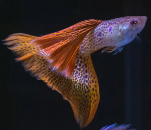 guppy3.jpeg