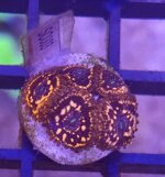 zoanthus-utter-chaos-fire-frag-sc003