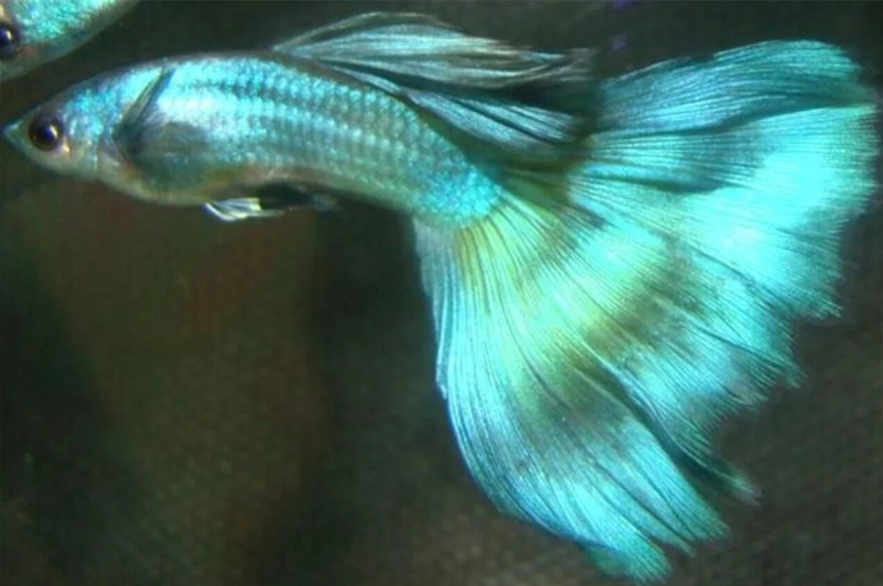 guppy4.jpeg guppy4.jpeg