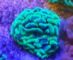 euphyllia-glabrescens-ultra-green-purple-tips-2-head