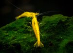 caridina-yellow