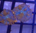 discosoma-ultra-grade-special-color-frag-sc010