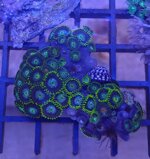 zoanthus-radioactive-combo-dragon-eye-frag-sc008