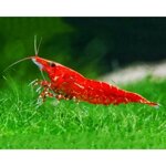 caridina-red-cherry