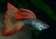Guppy Guppy