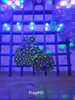 zoanthus-radioactive-dragon-eye-frag-sc003
