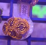 zoanthus-utter-chaos-fire-frag-sc001
