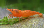 caridina-orange