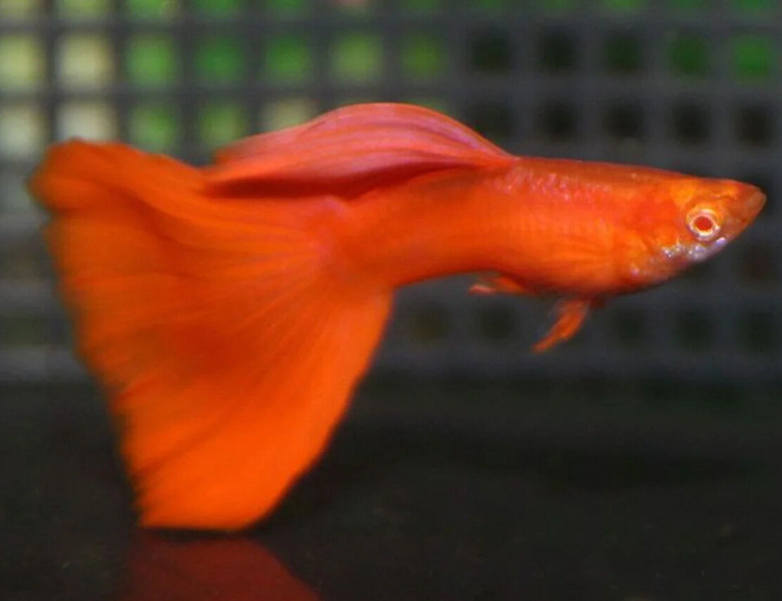 guppy1.jpeg guppy1.jpeg