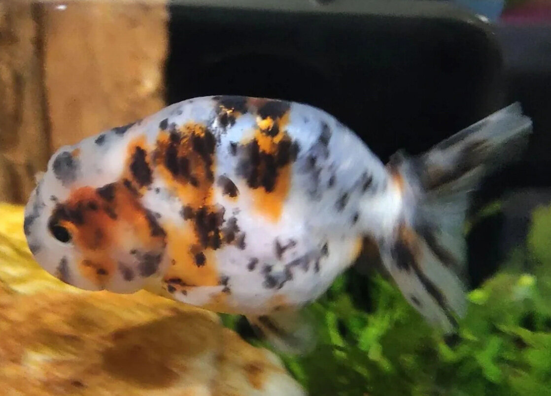 ranchu.jpeg ranchu.jpeg