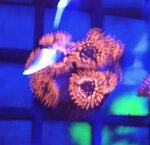 zoanthus-fire-and-ice-frag-sc001