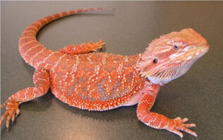 pogona red.jpeg