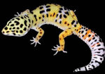 geco-leopardino