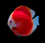 discus.jpeg