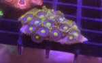 zoanthus-combo-eagle-eye-e-radioactive-dragon-eye-frag-sc002