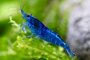 caridina blu dream.jpeg