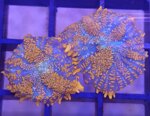 discosoma-ultra-grade-special-color-frag-sc010