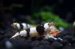 caridina-black-crystal