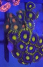 zoanthus-combo-eagle-eye-e-radioactive-dragon-eye-frag-sc002