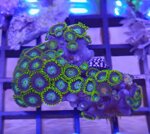 zoanthus-radioactive-combo-dragon-eye-frag-sc008