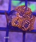 zoanthus-utter-chaos-fire-frag-sc002